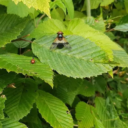 Pod Zlatym Vrchom * Banská Štiavnica